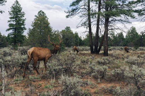 Grand Canyon's deers