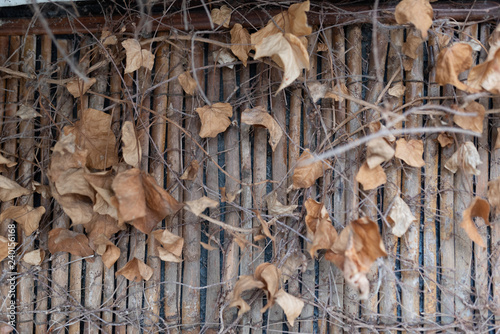 Wall with foliage