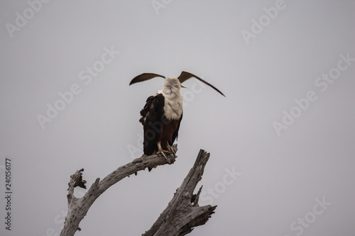 African fish eagle (Haliaeetus vocifer) and African skimmer (Rynchops flavirostris)