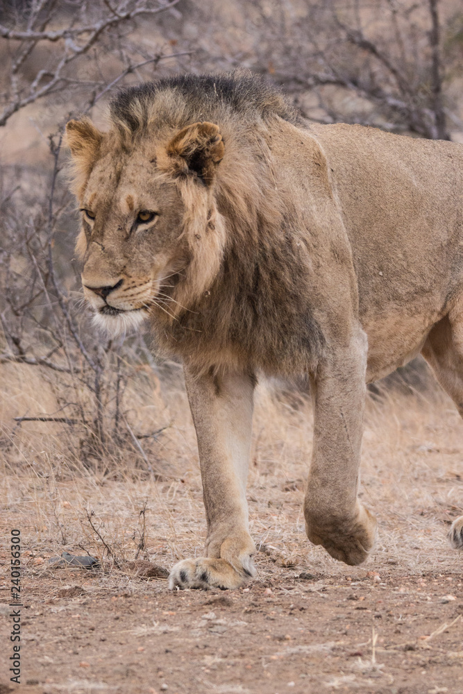 Lion (Panthera leo) Lion (Panthera leo)