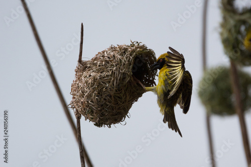 Canvas Print village weaver (Ploceus cucullatus)