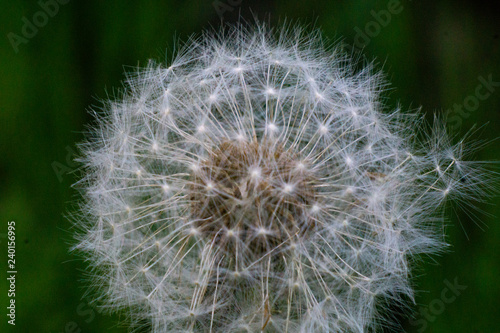 dandelion on a background