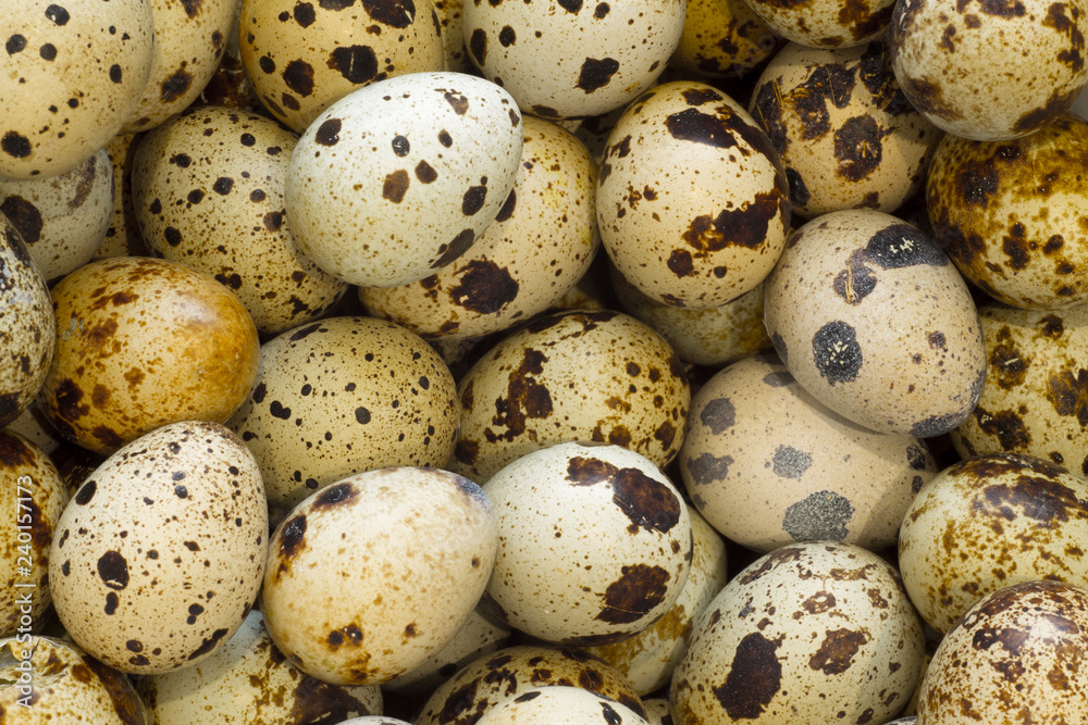 background from a lot of quail eggs texture of eggs closeup background from a lot of quail eggs texture of eggs closeup