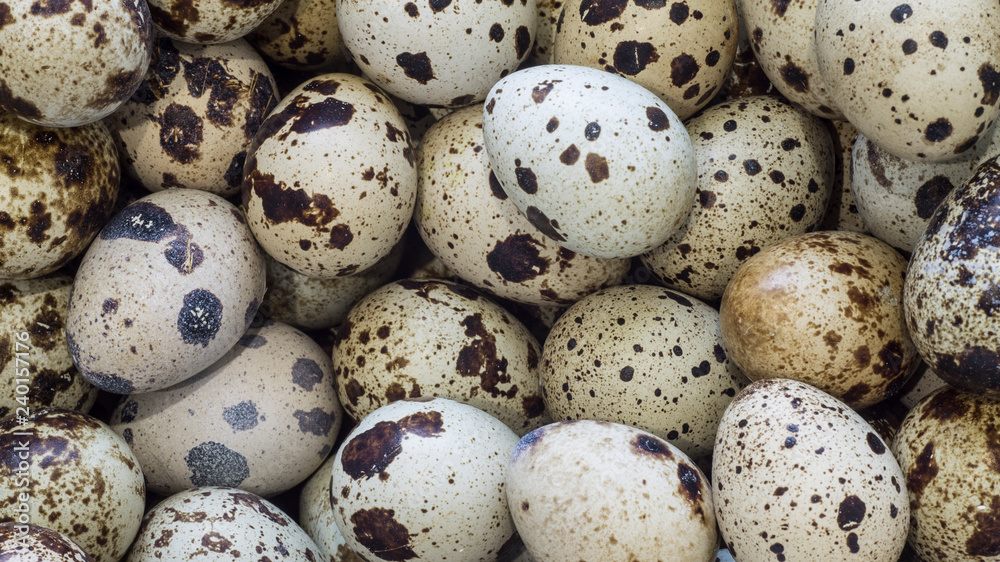 background from a lot of quail eggs texture of eggs closeup background from a lot of quail eggs texture of eggs closeup