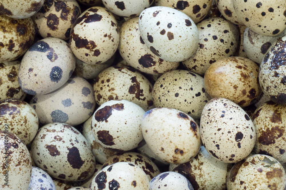 background from a lot of quail eggs texture of eggs closeup background from a lot of quail eggs texture of eggs closeup