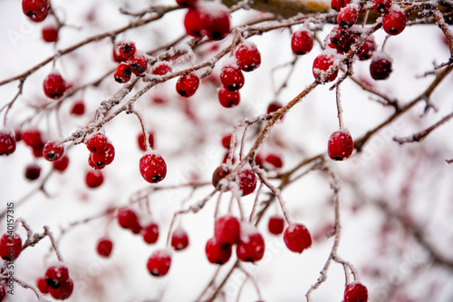 Frozen berries on the Bush
