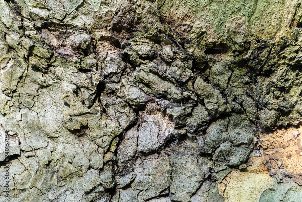 Texture of tree bark Texture of tree bark