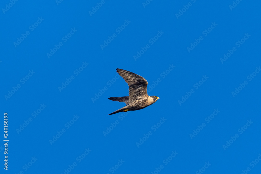 Obraz premium Close view of a Peregrine Falcon flying, seen in the wild near the San Francisco Bay