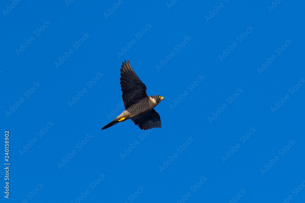 Fototapeta premium Close view of a Peregrine Falcon flying, seen in the wild near the San Francisco Bay