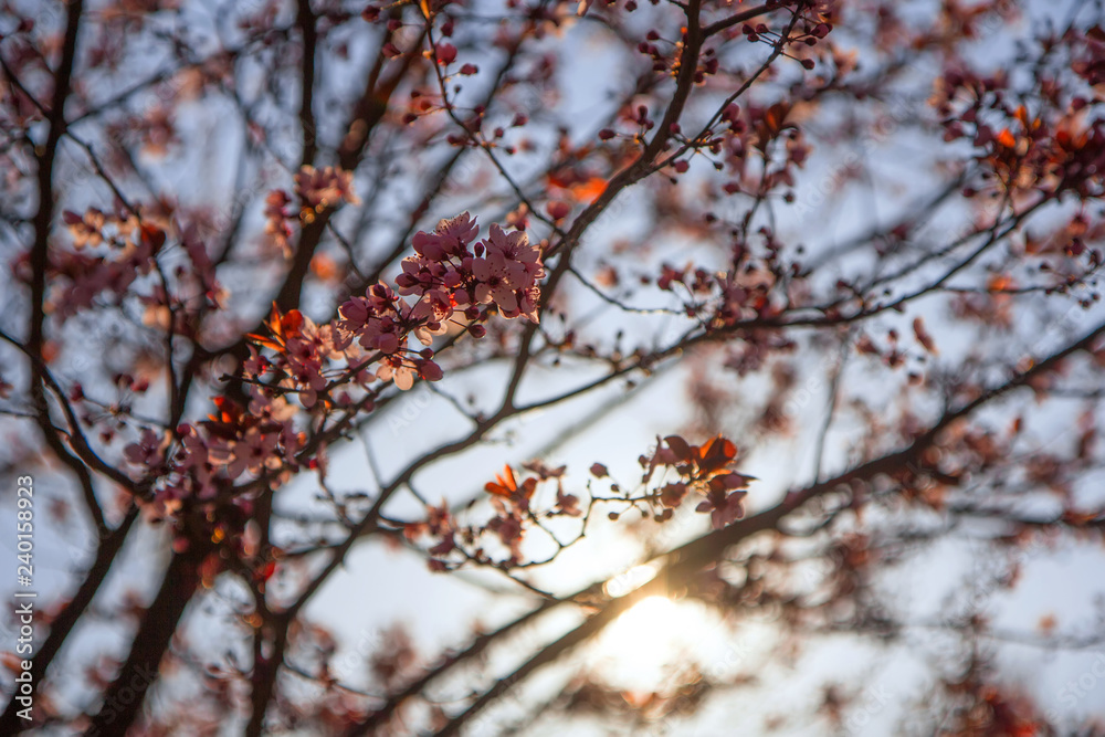 Floral spring background, a branch of Sakura in the rays of the sun against the sky