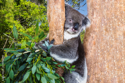 Canvas Print Koala Eucalyptus Australia Marsupial