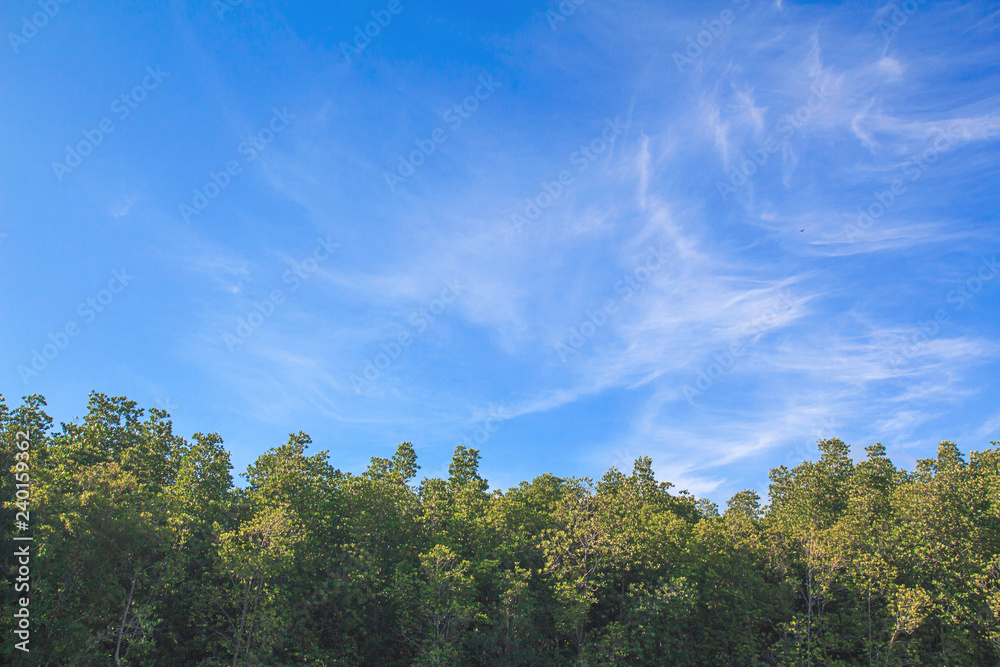 Background sky with tree near the sea,Bright in Phang nga Thailand