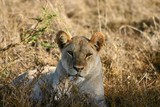 Close up of lioness 