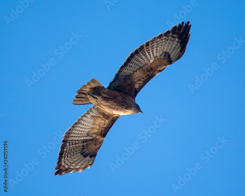 Red-tailed hawk flying in beautiful light  seen in the wild in North California