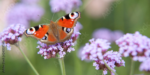 bright beautiful butterfly sits on a purple flower