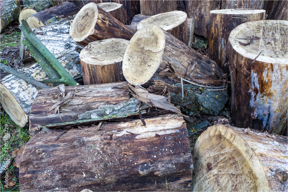 log, logs, old tree, sawn tree, logs on the ground, tree bark, log, logs, old tree, sawn tree, logs on the ground, tree bark,
