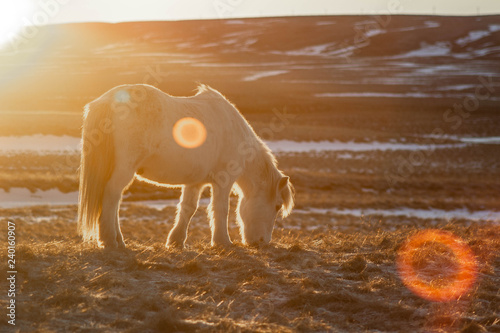 Fototapeta Naklejka Na Ścianę i Meble -  Beautiful landscape view of Icelandic horses in the field surrounded by snow covered mountains. Sunset/sunrise warm sunlight colours. Frosty snowy winter time. North Iceland. (Húsavík)
