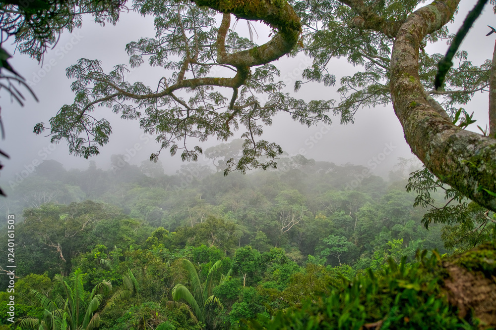 Fototapeta premium Amazon Jungle Canopy
