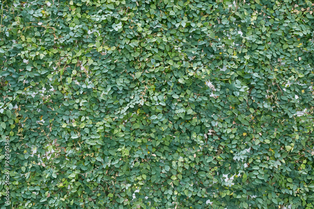 Green leaf Fence wall Green leaf Fence wall