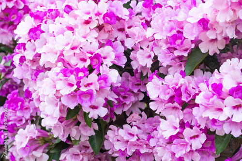 beautiful pink flowers in the garden © aam460