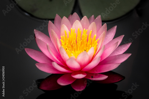 Pink lotus flower on a lake