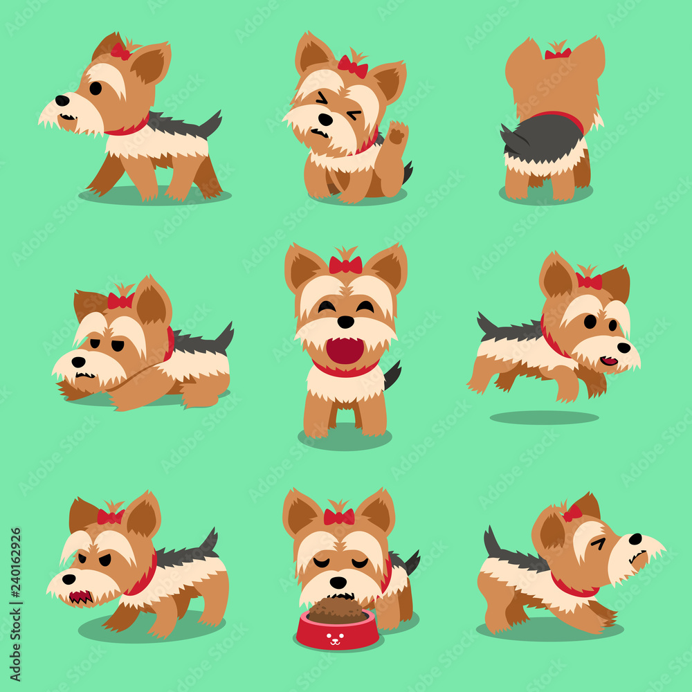 Vector cartoon character yorkshire terrier dog poses set for design. Vector cartoon character yorkshire terrier dog poses set for design.