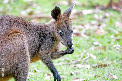 wallaby © ernest