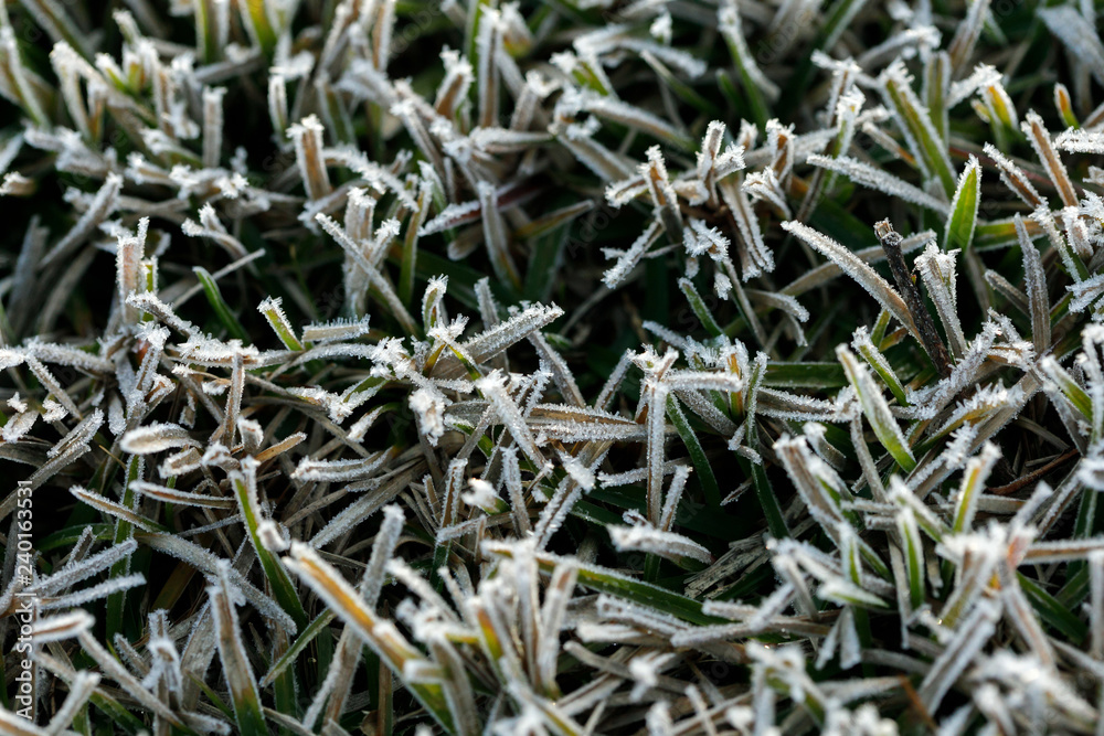 Macro of First Frozen Grass Frost of Winter