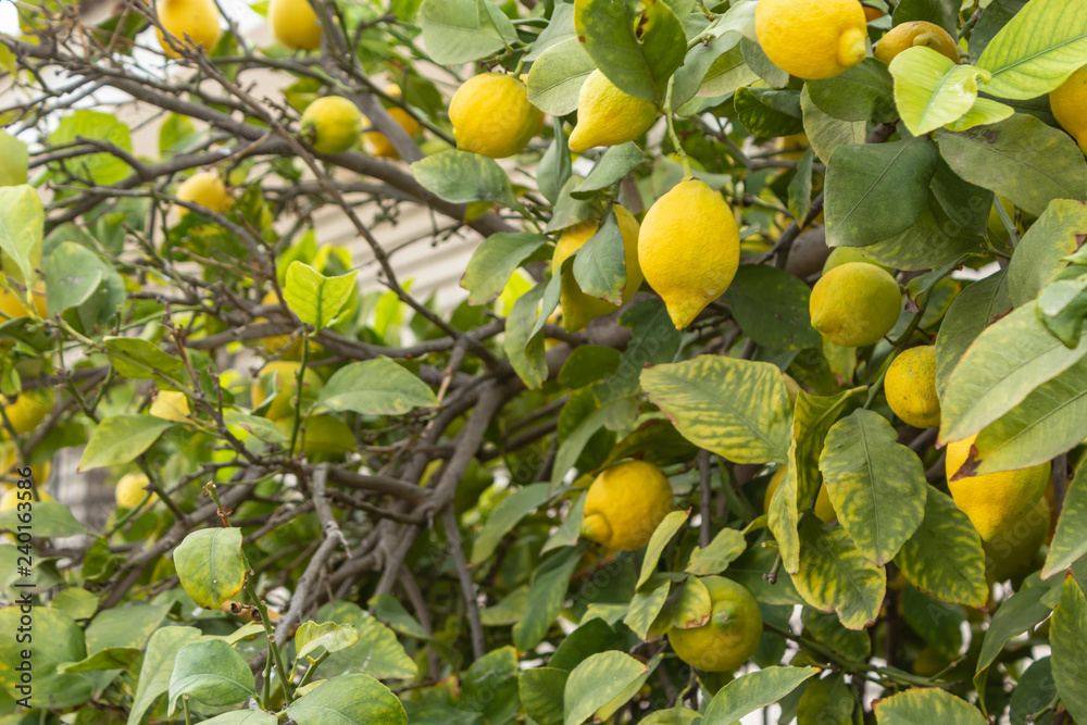 yellow lemons on tree branches
