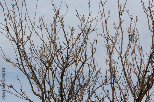 tree without leaves