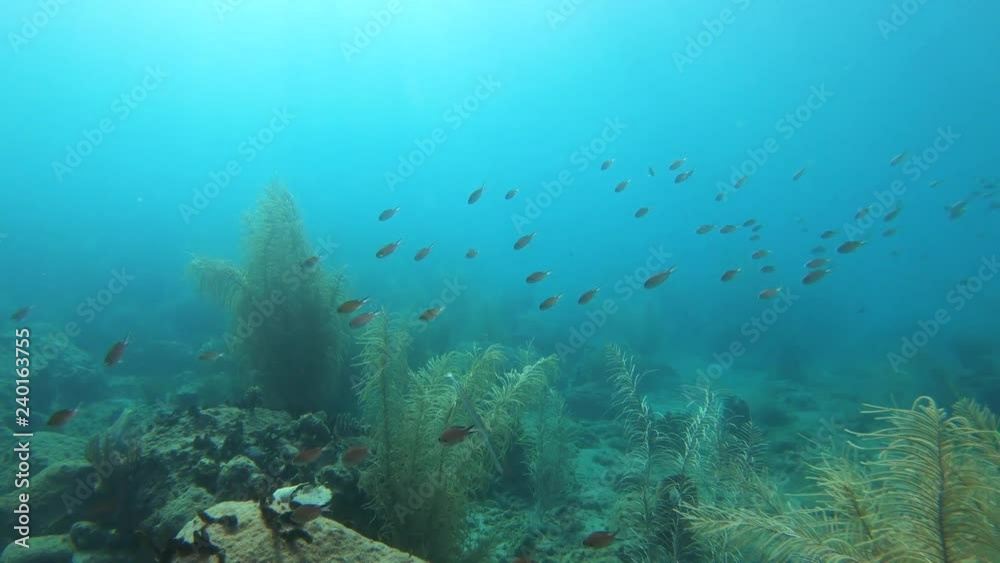 Underwater video of coral reef with tropical fish in the Caribbean sea Underwater video of coral reef with tropical fish in the Caribbean sea