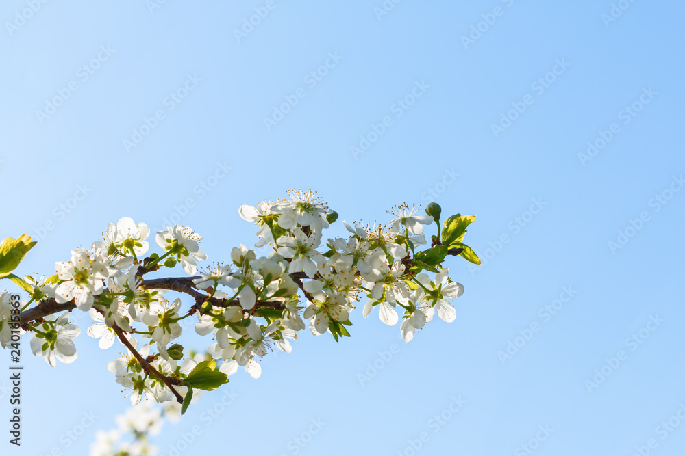 Closeup of flowering apple tree in spring. Closeup of flowering apple tree in spring.