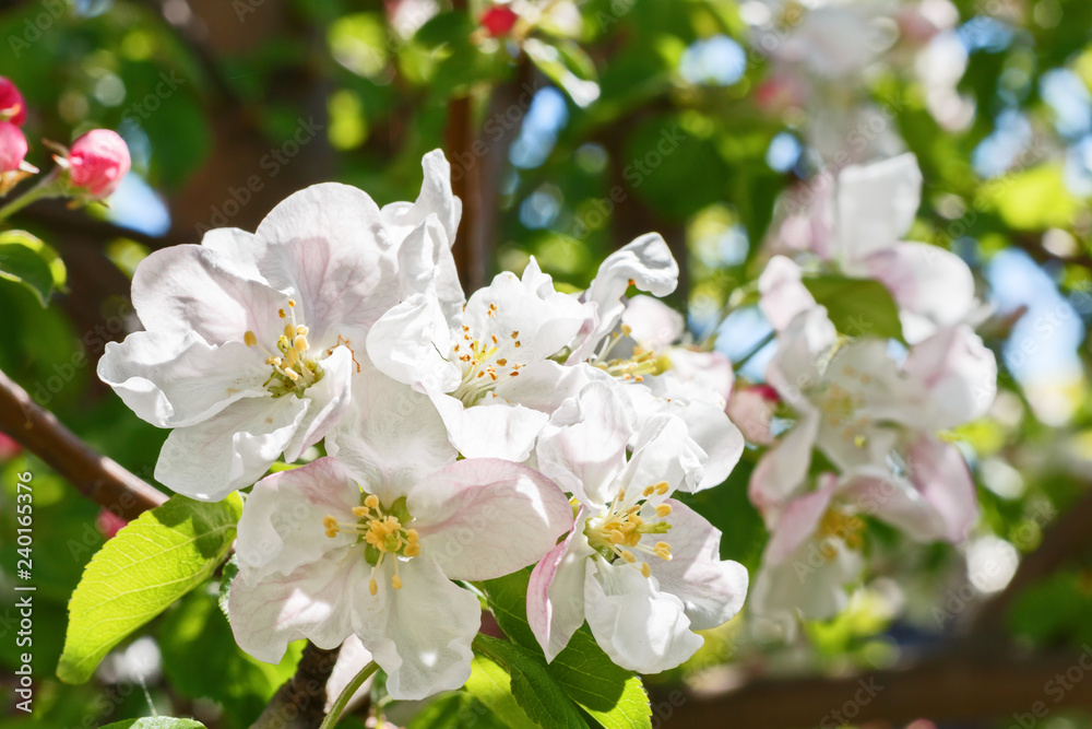 Closeup of flowering apple tree in spring.