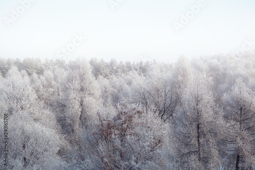 Winter snowy forest in the fog