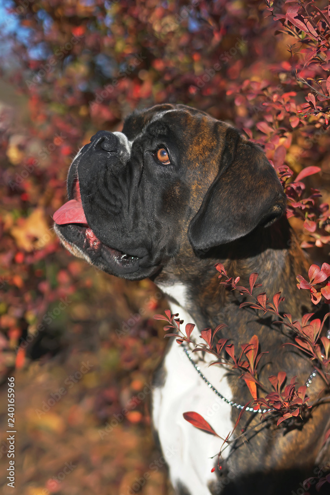 Boxer With Uncropped Ears