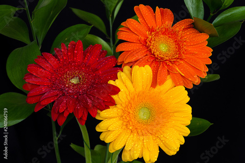 Three colorful gerberas