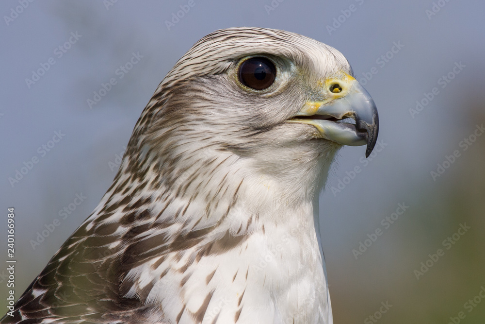 Gyrfalcon (Falco rusticolus) Gyrfalcon (Falco rusticolus)