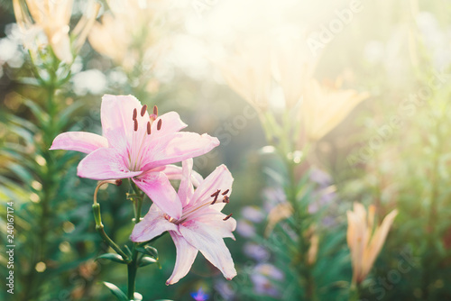 Blooming pink and yellow lilies in the garden at sunset in the garden in summer. Gardener s