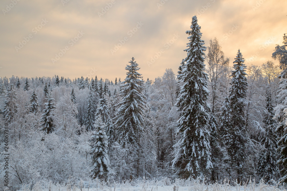 Winter landscape in the forest