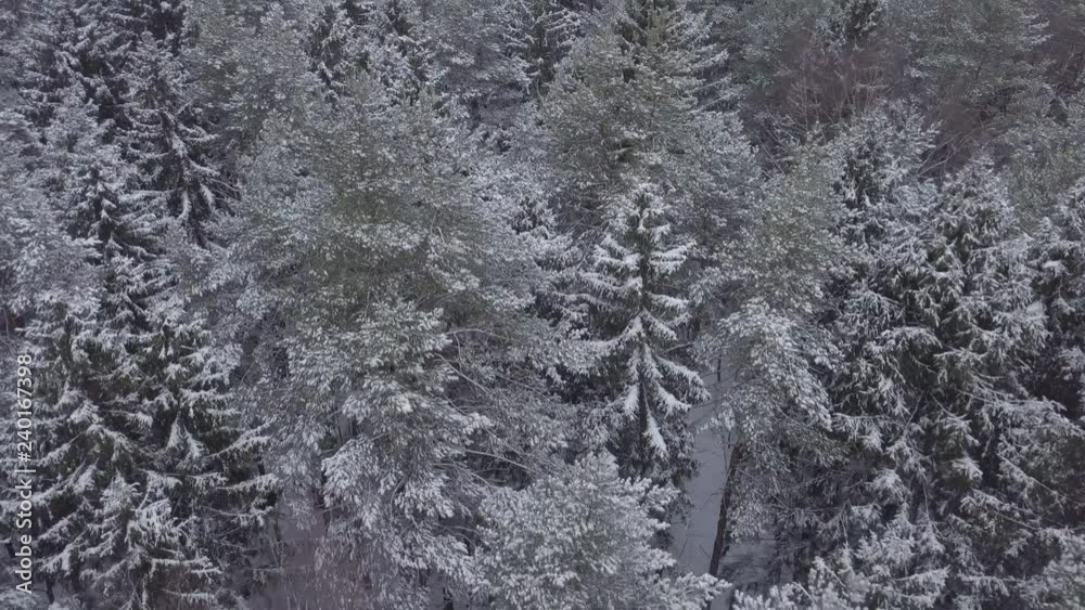 Drone flies above forest with snowy trees and spruces. It is snowing. Drone flies above forest with snowy trees and spruces. It is snowing.