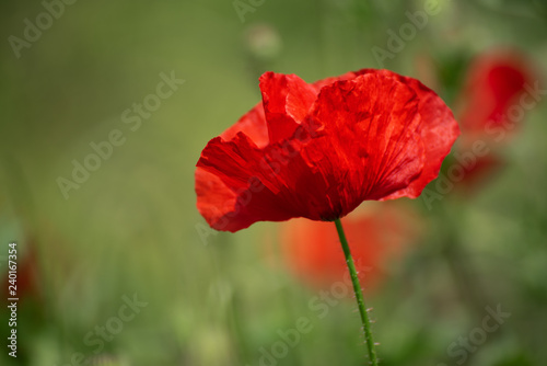 Red spring poppy