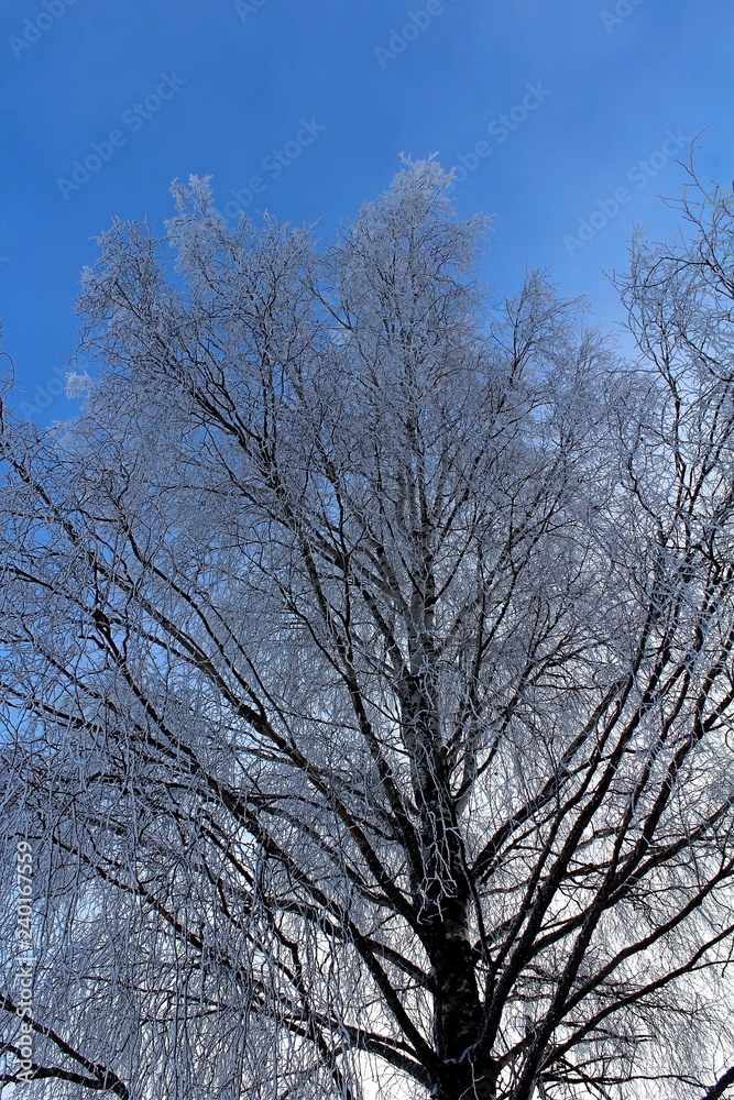 the image of trees and shrubs covered with frost in winter, frosty, clear day. great illustration of wildlife the image of trees and shrubs covered with frost in winter, frosty, clear day. great illustration of wildlife