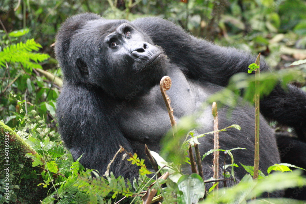 Frei lebende Gorilla in Uganda Portraitaufnahmen Frei lebende Gorilla in Uganda Portraitaufnahmen