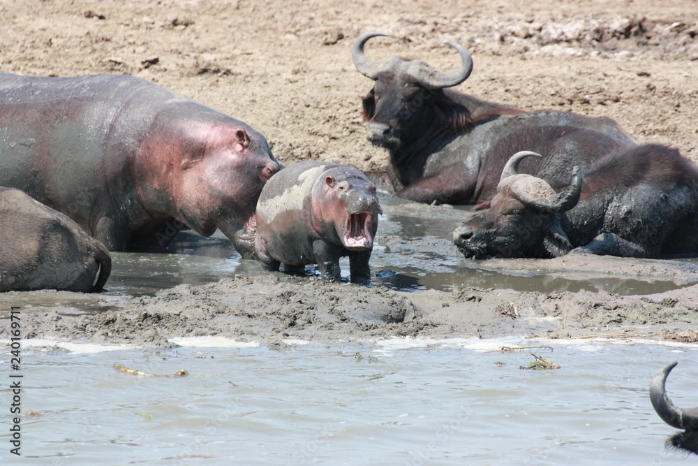 Gähnendes Nilpferd Baby Flusspferd in Afrika Uganda Gähnendes Nilpferd Baby Flusspferd in Afrika Uganda