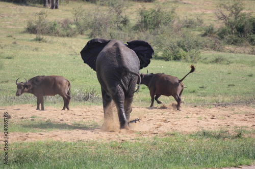 Elefant jagd B  ffel am Wasserloch in Uganda Afrika
