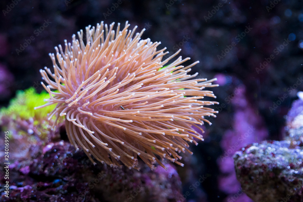 Fototapeta premium Rosa Koralle im Aquarium
