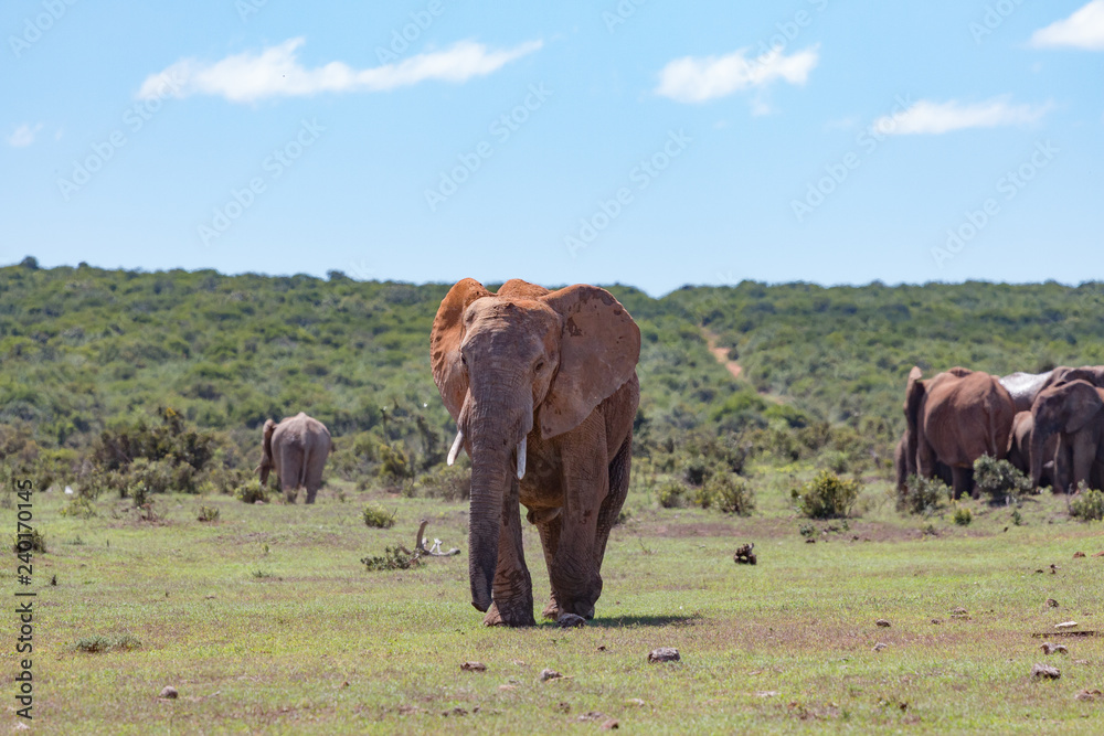 Schöner Elefant im Addo Nationalpark in Südafrika