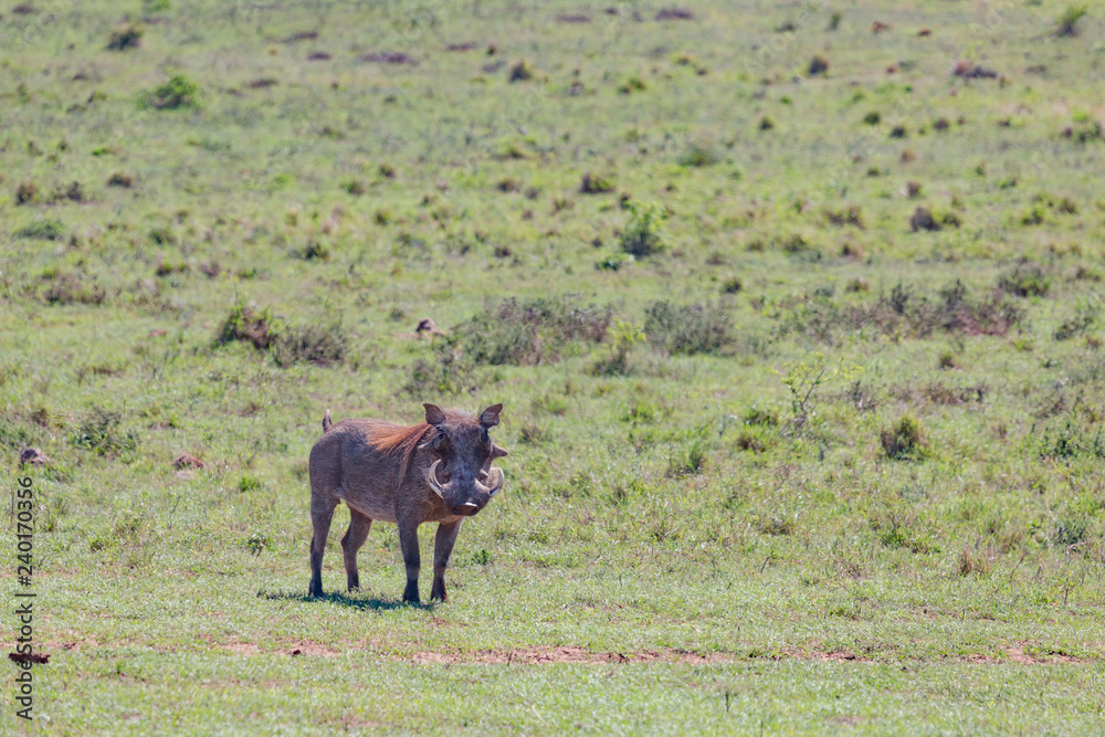 Fototapeta premium Warzenschwein im Addo Nationalpark in Südafrika