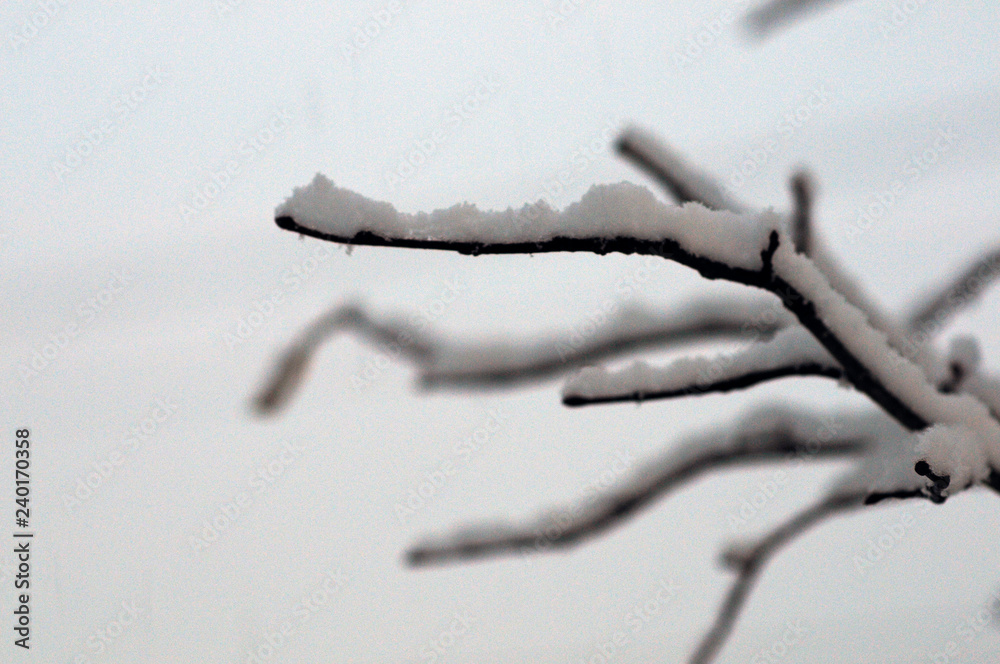 Obraz premium Soft Snow Settles On A Branch