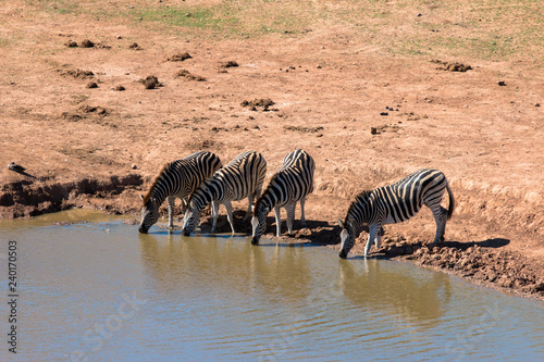 trinkende Zebras an einer Wasserstelle im Addo Nationalpark in S  dafrika